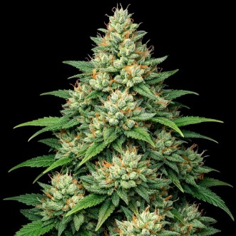 Насіння конопель Auto Big Bazooka Feminised Gold